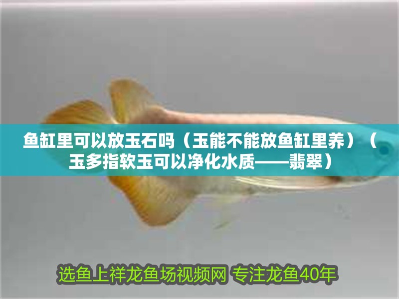 魚缸里可以放玉石嗎（玉能不能放魚缸里養）（玉多指軟玉可以凈化水質——翡翠） 魚缸里可以放玉石嗎（玉能不能放魚缸里養）（玉多指軟玉可以凈化水質——翡翠） 魚缸百科