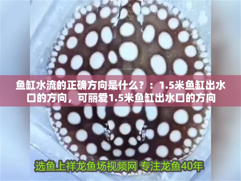 魚缸用增氧泵價格是多少:魚缸增氧機-xtrac增氧機-xtrac增氧機 魚缸水流的正確方向是什么?:1.5米魚缸出水口的方向,可麗愛1.5米魚缸出水口的方向 魚缸百科 魚缸水流的正確方向是什么?:1.5米魚缸出水口的方向,可麗愛1.5米魚缸出水口的方向 魚缸水流的正確方向是什么?:1.5米魚缸出水口的方向,可麗愛1.5米魚缸出水口的方向 魚缸百科