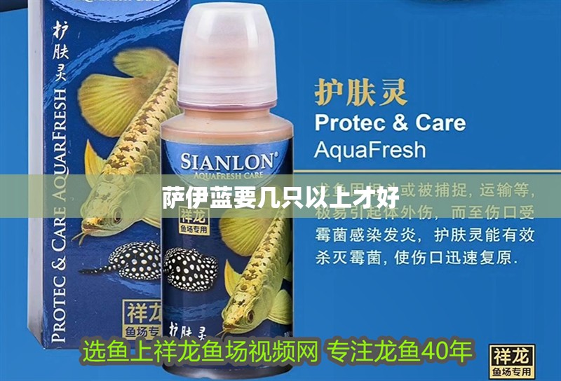 薩伊藍要幾只以上才好