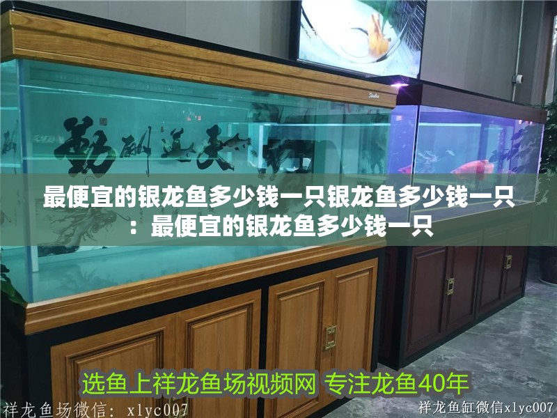 最便宜的銀龍魚多少錢一只銀龍魚多少錢一只：最便宜的銀龍魚多少錢一只