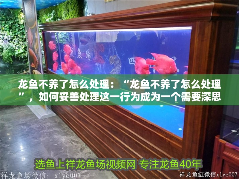 龍魚不養了怎么處理：“龍魚不養了怎么處理”，如何妥善處理這一行為成為一個需要深思熟慮的問題 龍魚不養了怎么處理：“龍魚不養了怎么處理”，如何妥善處理這一行為成為一個需要深思熟慮的問題 龍魚百科