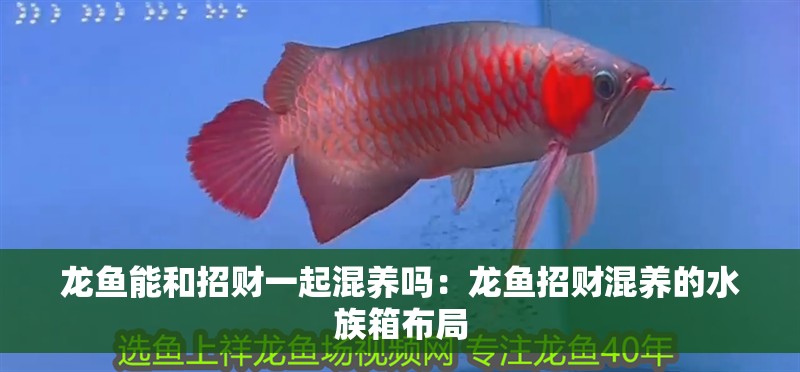 龍魚能和招財一起混養嗎：龍魚招財混養的水族箱布局