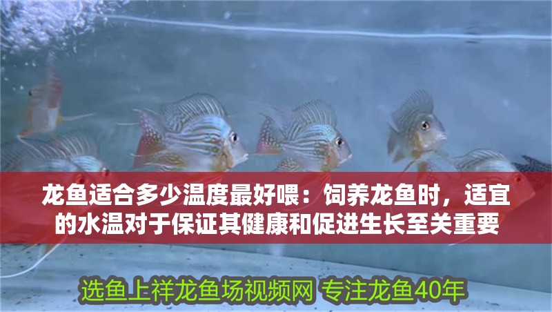 龍魚適合多少溫度最好喂：飼養龍魚時，適宜的水溫對于保證其健康和促進生長至關重要