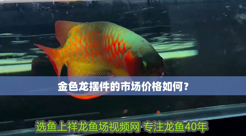 金色龍擺件的市場價格如何？ 金色龍擺件的市場價格如何？ 龍魚論壇