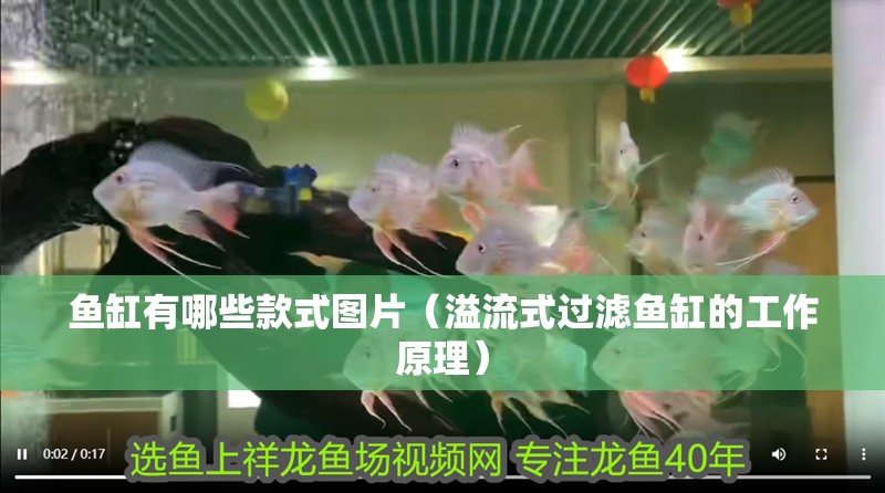 魚缸有哪些款式圖片（溢流式過濾魚缸的工作原理）