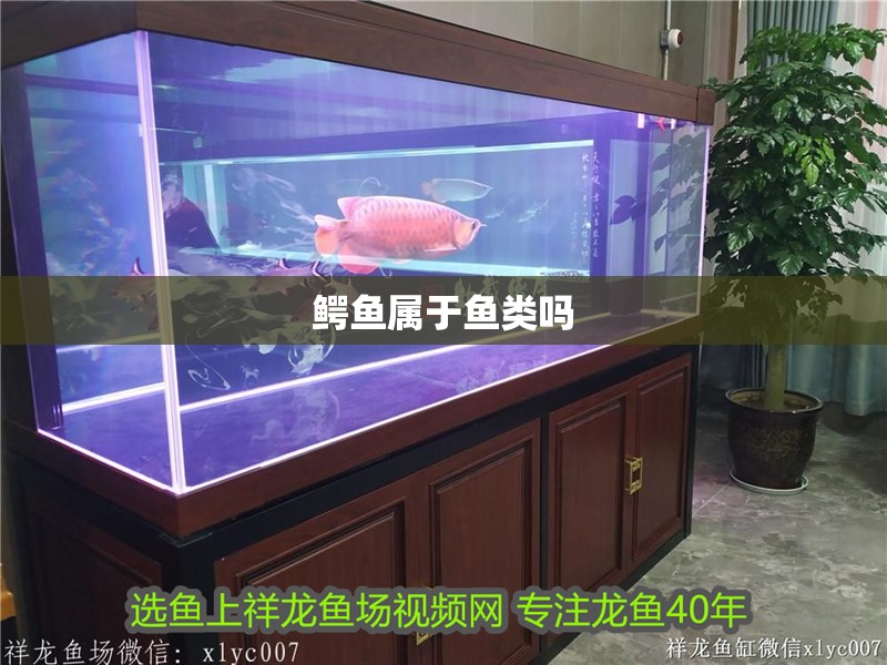 鱷魚(yú)屬于魚(yú)類嗎