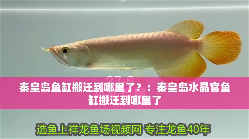 秦皇島魚缸搬遷到哪里了？：秦皇島水晶宮魚缸搬遷到哪里了