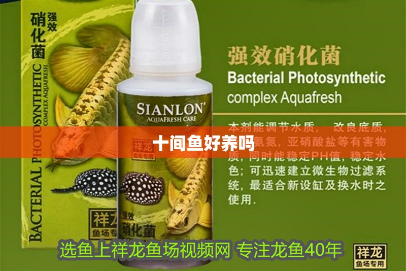 十間魚好養嗎