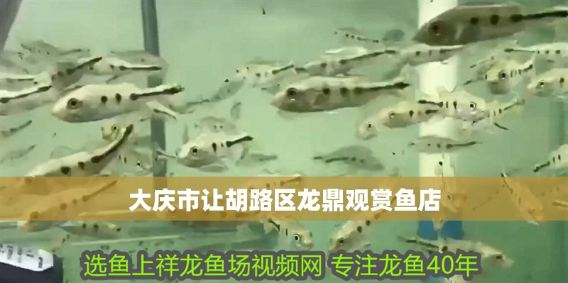 大慶市讓胡路區(qū)龍鼎觀賞魚店