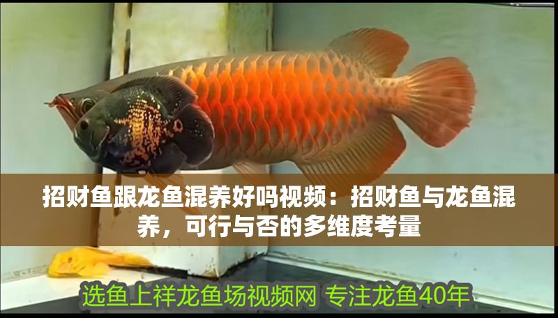 招財(cái)魚跟龍魚混養(yǎng)好嗎視頻：招財(cái)魚與龍魚混養(yǎng)，可行與否的多維度考量