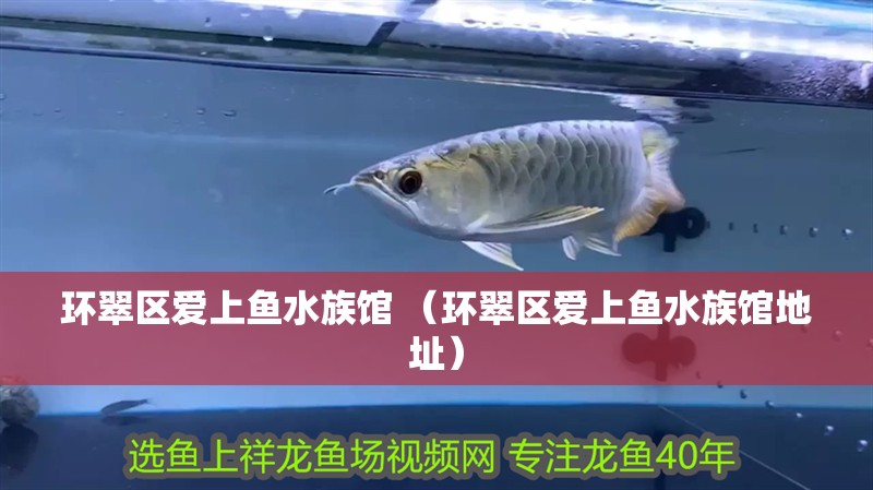 環(huán)翠區(qū)愛上魚水族館 （環(huán)翠區(qū)愛上魚水族館地址）