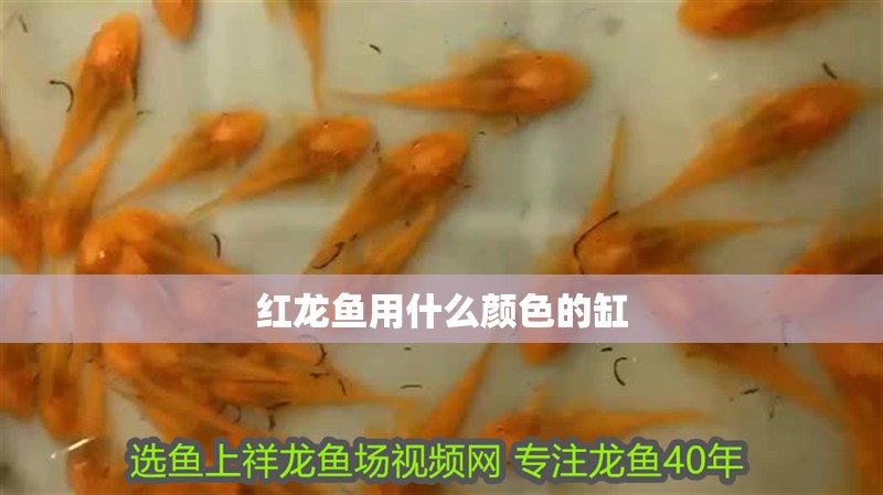 紅龍魚用什么顏色的缸 紅龍魚用什么顏色的缸 龍魚論壇