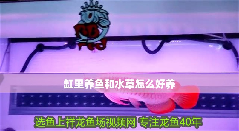 缸里養(yǎng)魚和水草怎么好養(yǎng)