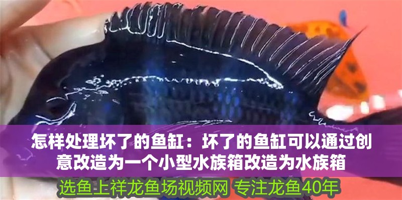 怎樣處理壞了的魚缸：壞了的魚缸可以通過創(chuàng)意改造為一個(gè)小型水族箱改造為水族箱 怎樣處理壞了的魚缸：壞了的魚缸可以通過創(chuàng)意改造為一個(gè)小型水族箱改造為水族箱 魚缸百科
