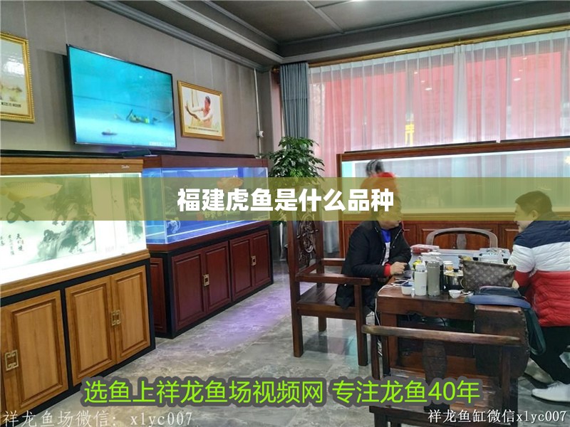 福建虎魚是什么品種 福建虎魚是什么品種 龍魚論壇