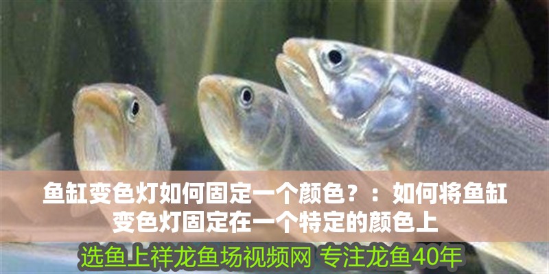 魚缸變色燈如何固定一個顏色？：如何將魚缸變色燈固定在一個特定的顏色上 魚缸變色燈如何固定一個顏色？：如何將魚缸變色燈固定在一個特定的顏色上 魚缸百科