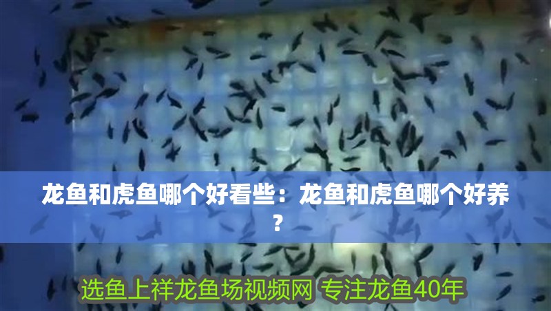 龍魚和虎魚哪個好看些：龍魚和虎魚哪個好養？