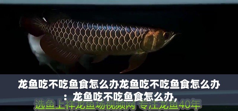 龍魚吃不吃魚食怎么辦龍魚吃不吃魚食怎么辦：龍魚吃不吃魚食怎么辦,