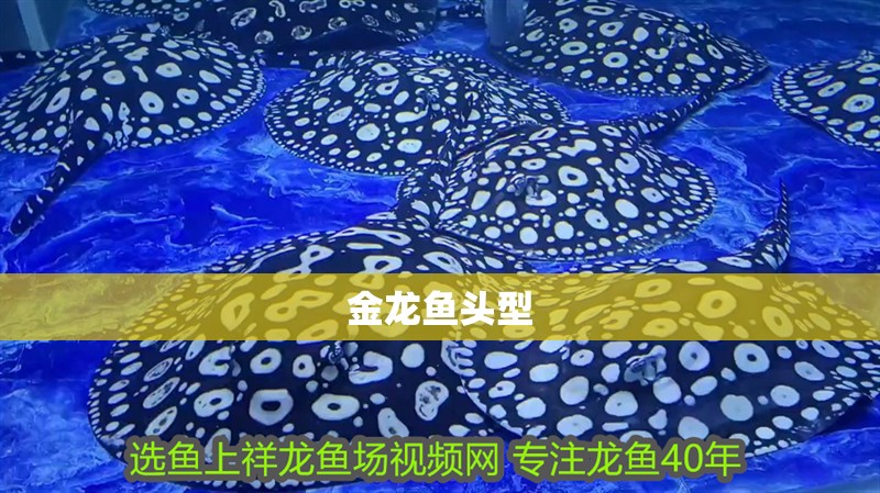 金龍魚頭型