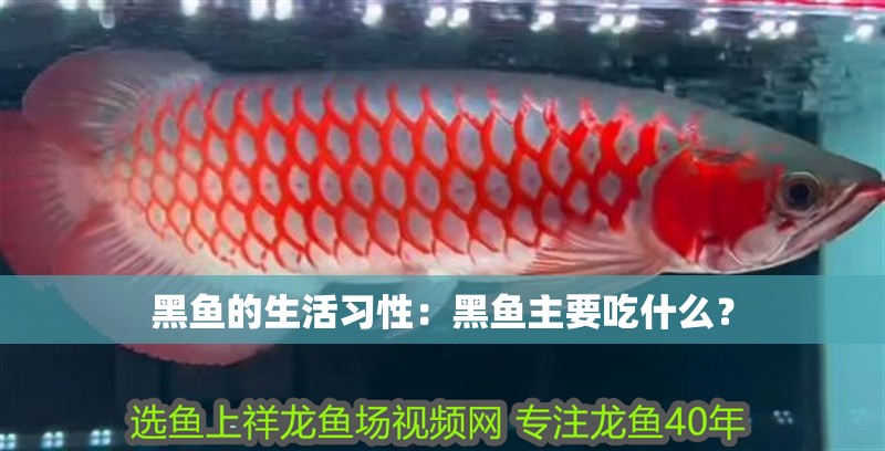 黑魚(yú)的生活習(xí)性：黑魚(yú)主要吃什么？