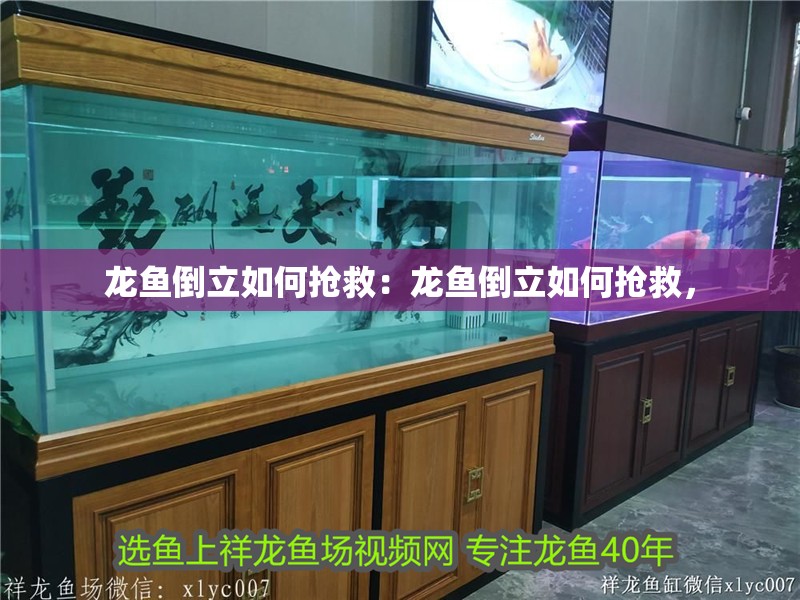 龍魚倒立如何搶救：龍魚倒立如何搶救，