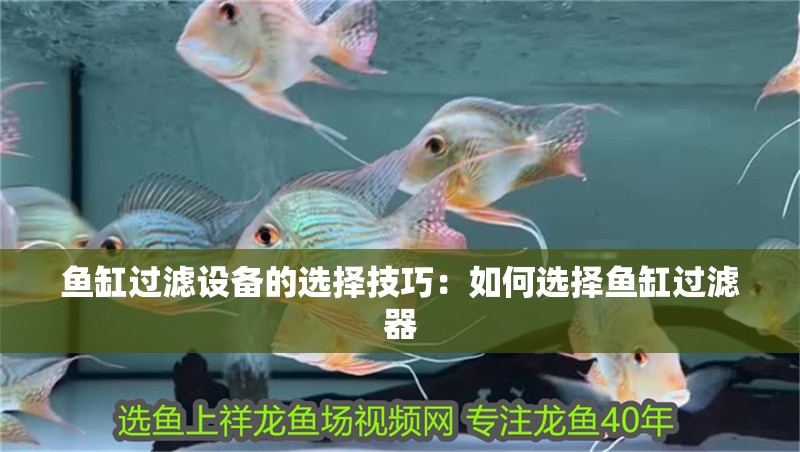 魚缸過濾設備的選擇技巧：如何選擇魚缸過濾器