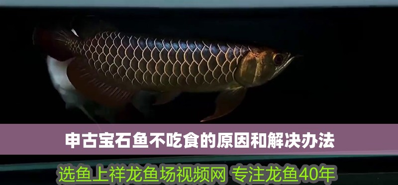 申古寶石魚不吃食的原因和解決辦法