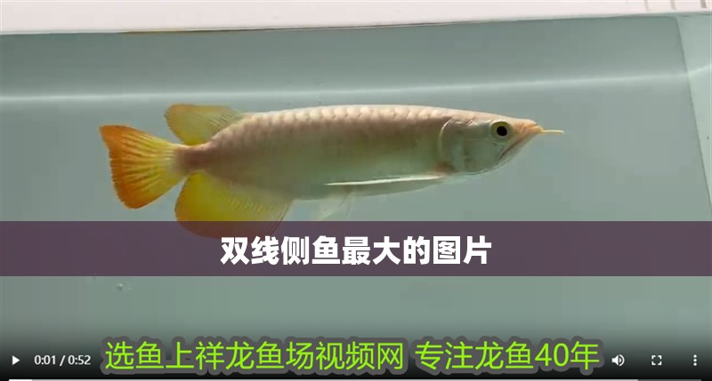 雙線側(cè)魚(yú)最大的圖片