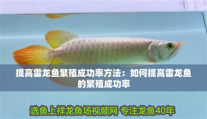 提高雷龍魚繁殖成功率方法：如何提高雷龍魚的繁殖成功率