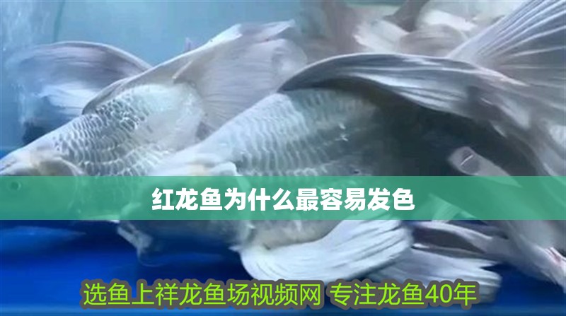 紅龍魚(yú)為什么最容易發(fā)色