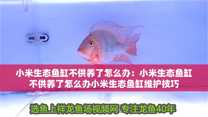 小米生態(tài)魚(yú)缸不供養(yǎng)了怎么辦：小米生態(tài)魚(yú)缸不供養(yǎng)了怎么辦小米生態(tài)魚(yú)缸維護(hù)技巧