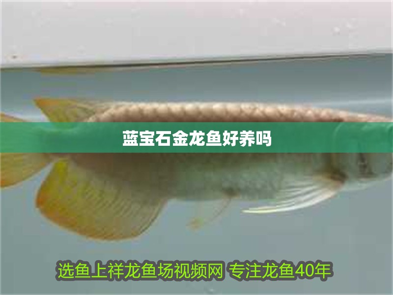 藍寶石金龍魚好養嗎