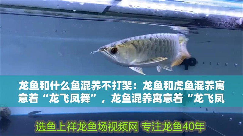 龍魚和什么魚混養不打架：龍魚和虎魚混養寓意著“龍飛鳳舞”，龍魚混養寓意著“龍飛鳳舞”