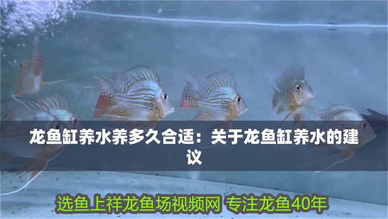 龍魚缸養水養多久合適：關于龍魚缸養水的建議