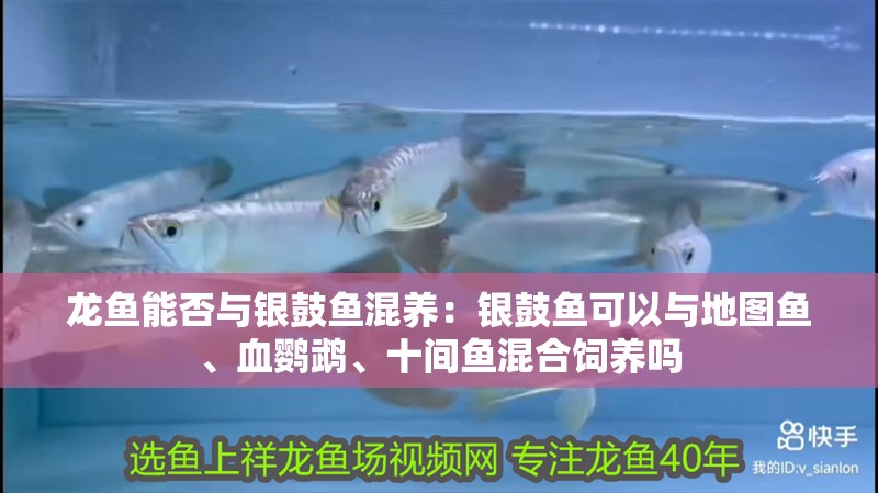 龍魚能否與銀鼓魚混養：銀鼓魚可以與地圖魚、血鸚鵡、十間魚混合飼養嗎