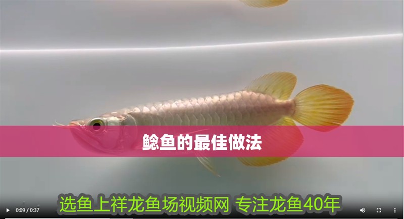 鯰魚的最佳做法