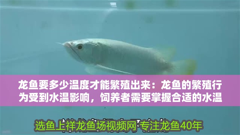 龍魚要多少溫度才能繁殖出來：龍魚的繁殖行為受到水溫影響，飼養者需要掌握合適的水溫范圍 龍魚要多少溫度才能繁殖出來：龍魚的繁殖行為受到水溫影響，飼養者需要掌握合適的水溫范圍 龍魚百科