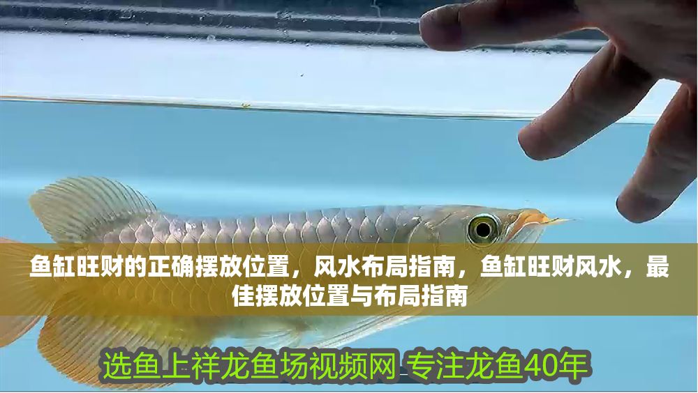 魚缸旺財?shù)恼_擺放位置，風(fēng)水布局指南，魚缸旺財風(fēng)水，最佳擺放位置與布局指南