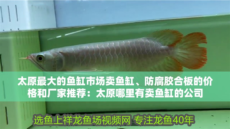 太原最大的魚缸市場賣魚缸、防腐膠合板的價格和廠家推薦：太原哪里有賣魚缸的公司