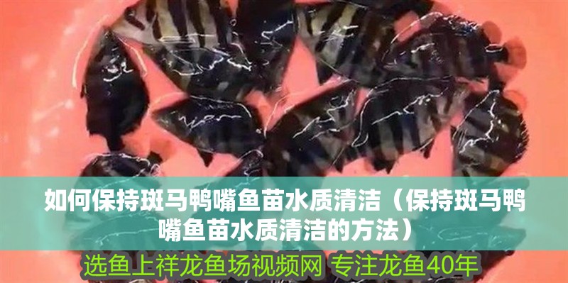 如何保持斑馬鴨嘴魚苗水質清潔（保持斑馬鴨嘴魚苗水質清潔的方法）