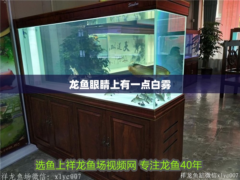 龍魚眼睛上有一點白霧