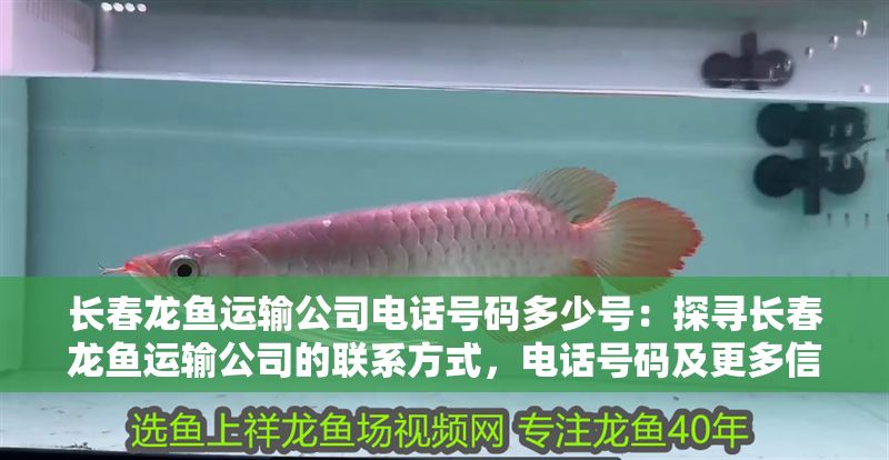 長春龍魚運輸公司電話號碼多少號：探尋長春龍魚運輸公司的聯系方式，電話號碼及更多信息