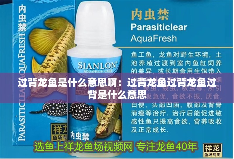 過背龍魚是什么意思啊：過背龍魚過背龍魚過背是什么意思