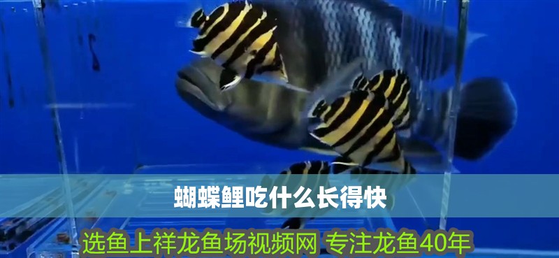 蝴蝶鯉吃什么長得快