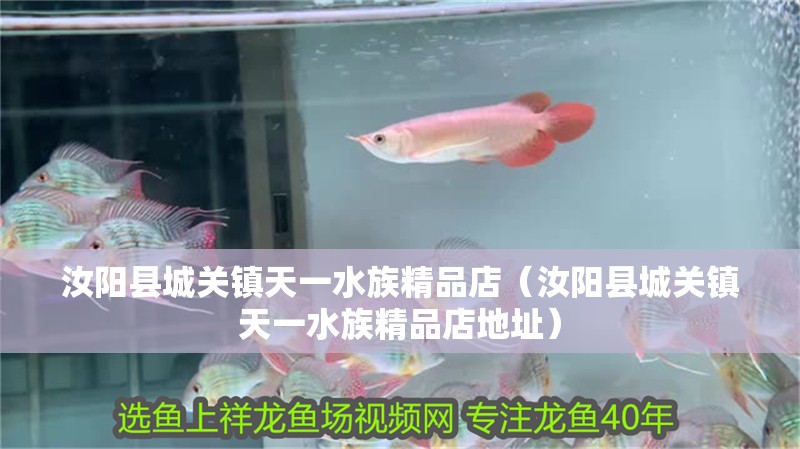 汝陽縣城關鎮天一水族精品店（汝陽縣城關鎮天一水族精品店地址）