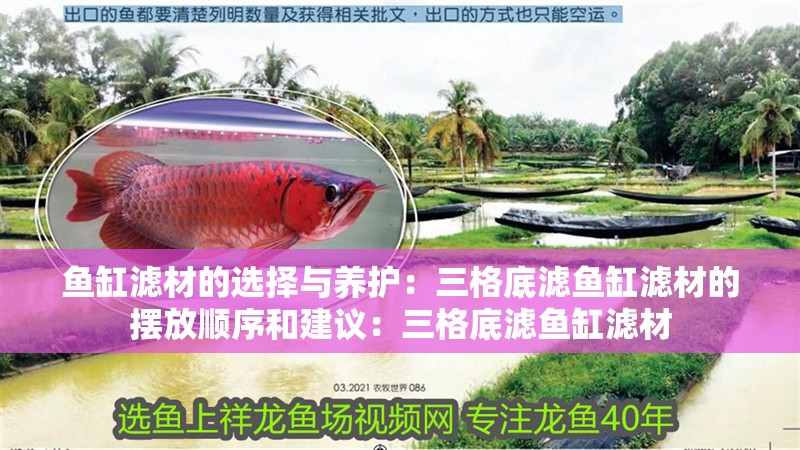 龍魚怕什么 魚缸濾材的選擇與養護:三格底濾魚缸濾材的擺放順序和建議:三格底濾魚缸濾材 魚缸百科 魚缸濾材的選擇與養護:三格底濾魚缸濾材的擺放順序和建議:三格底濾魚缸濾材 魚缸濾材的選擇與養護:三格底濾魚缸濾材的擺放順序和建議:三格底濾魚缸濾材 魚缸百科