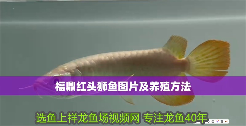 福鼎紅頭獅魚圖片及養(yǎng)殖方法