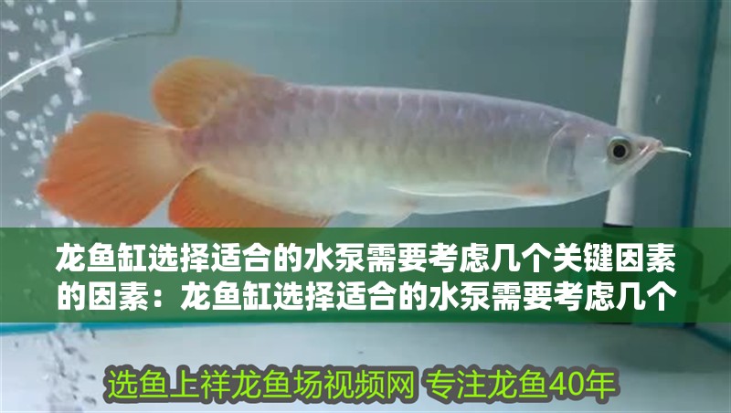 龍魚缸選擇適合的水泵需要考慮幾個關鍵因素的因素：龍魚缸選擇適合的水泵需要考慮幾個關鍵因素