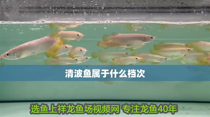 清波魚屬于什么檔次