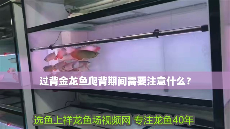 過背金龍魚爬背期間需要注意什么？ 過背金龍魚爬背期間需要注意什么？ 龍魚論壇